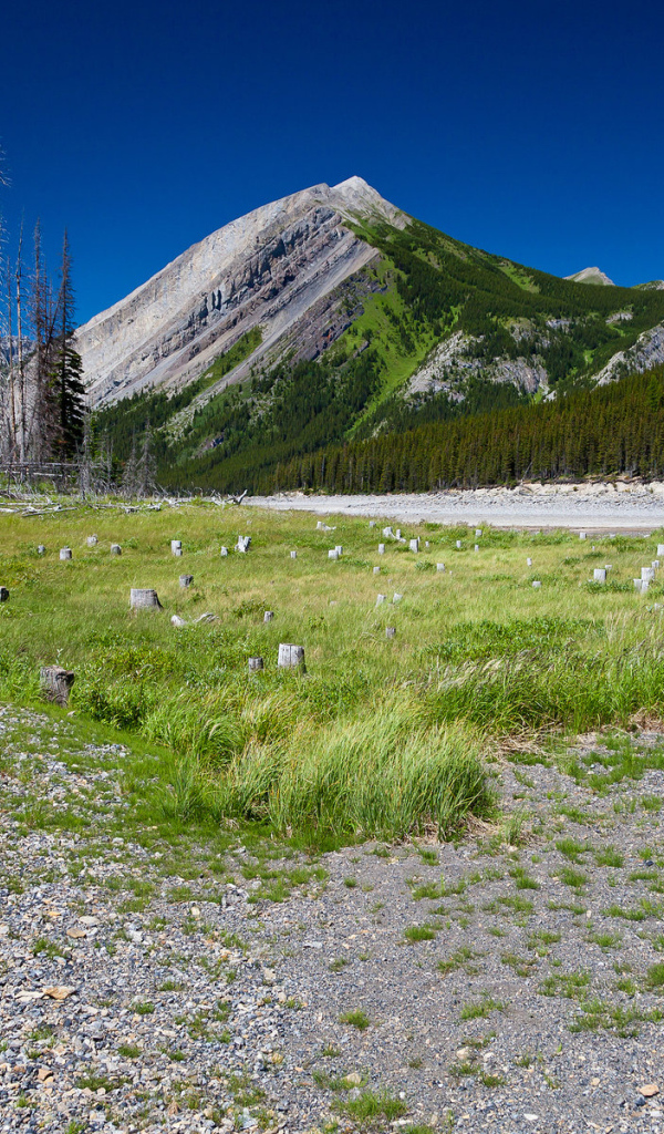 Сухостой у подножия