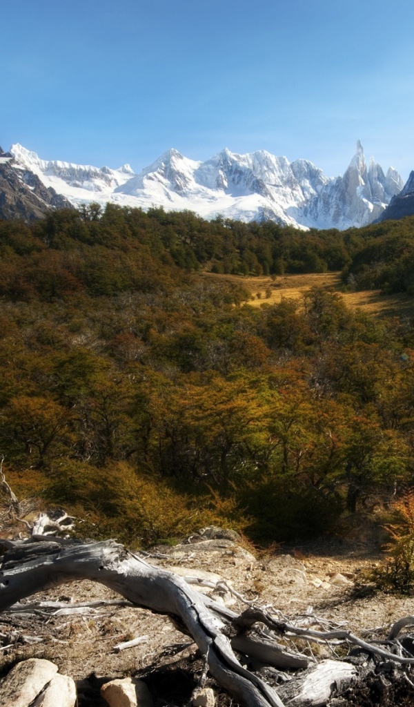 Лес и снежные вершины