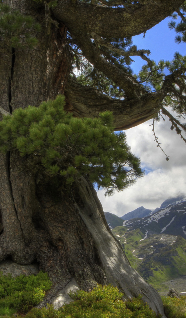 Огромная сосна