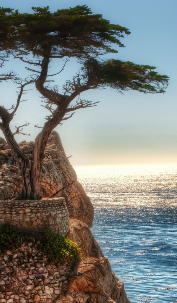 Дерево на краю скалы