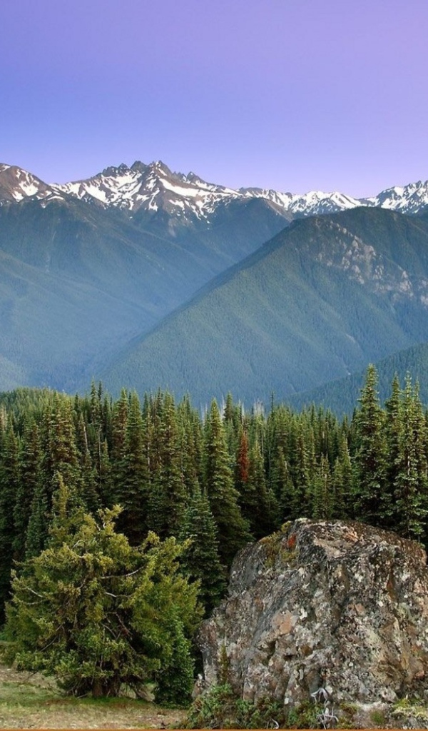 Лес на горных вершинах