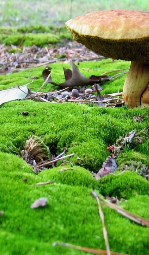 Грибы среди мха