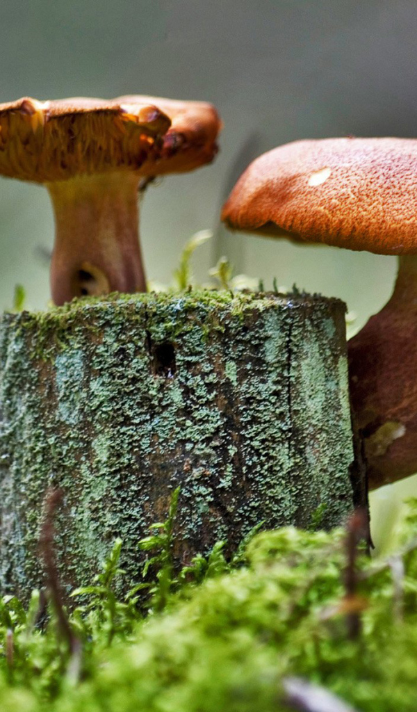 Грибочки на пне
