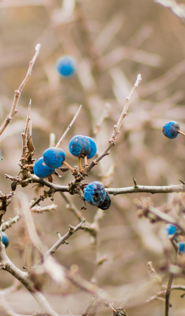 Кусты черники