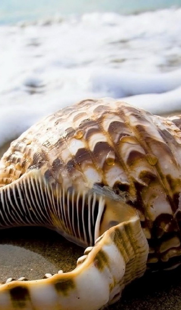 Ракушка на песке