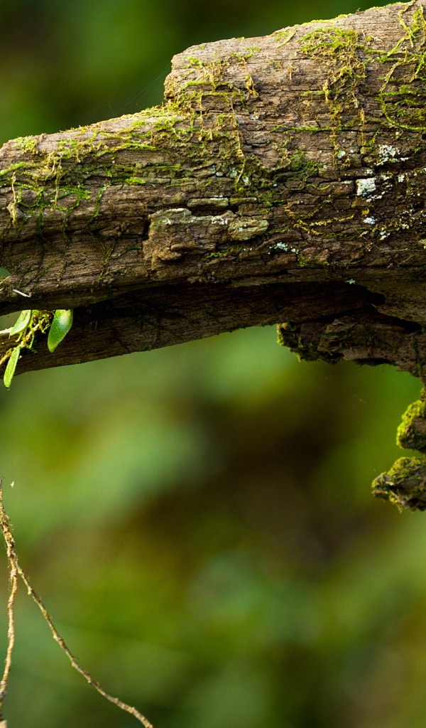 Дряблое бревно