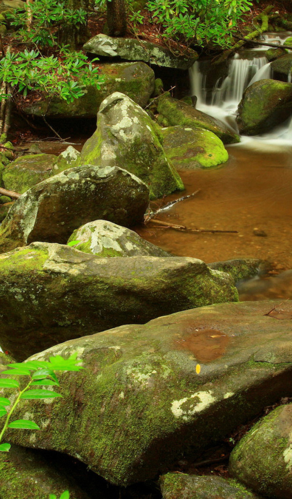 Ручей в лесу