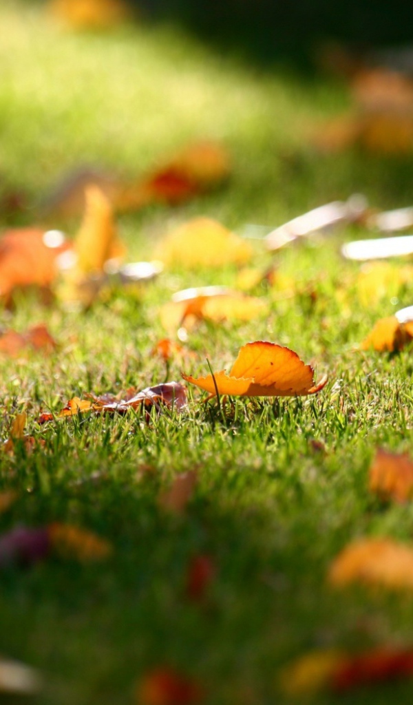 Трава у дома