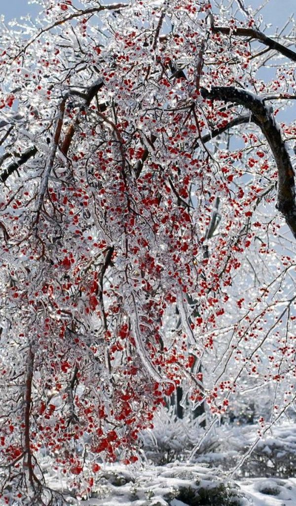 Калина красная