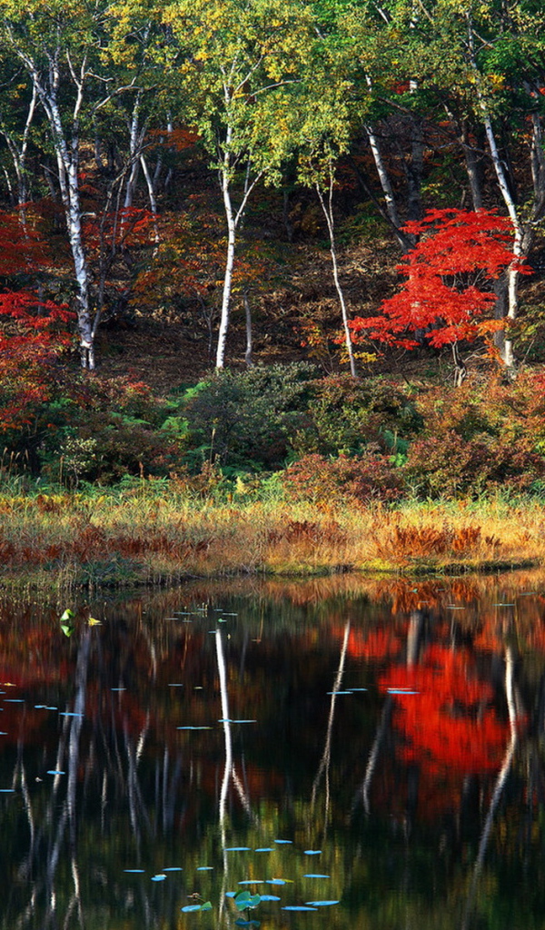 Пейзаж осени