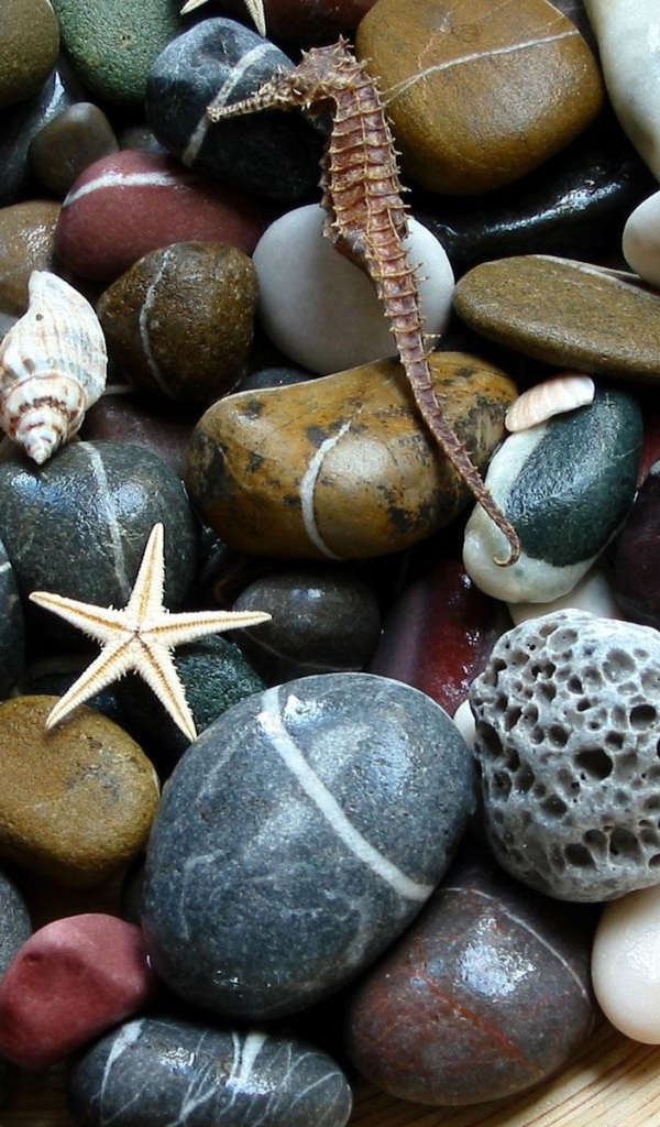 Морские камни. ракушки. звезды