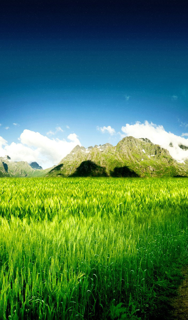 Дорога через поле