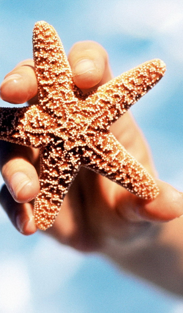 Морская звезда