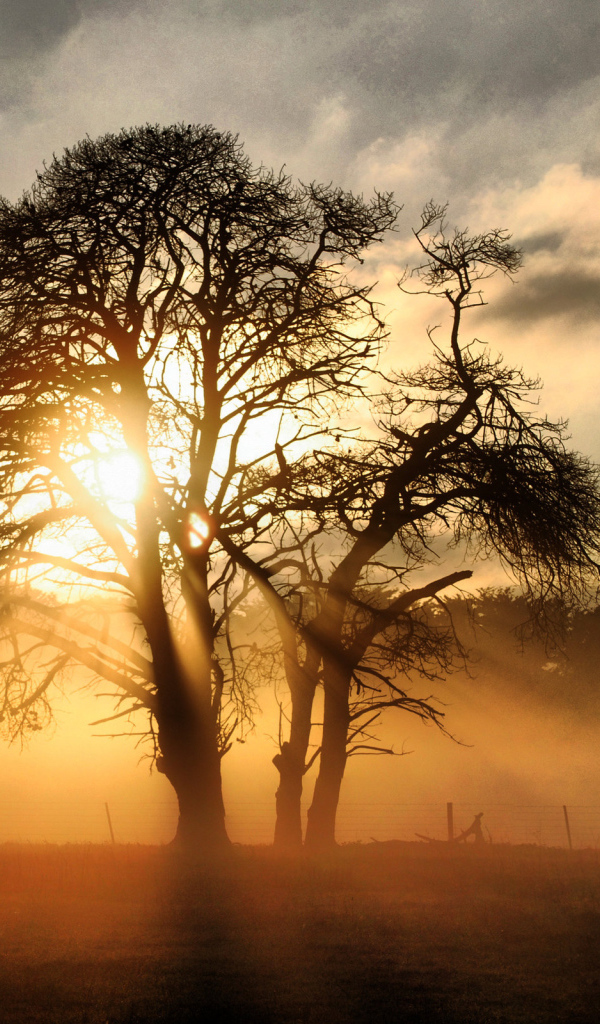 Сквозь ветви дерева