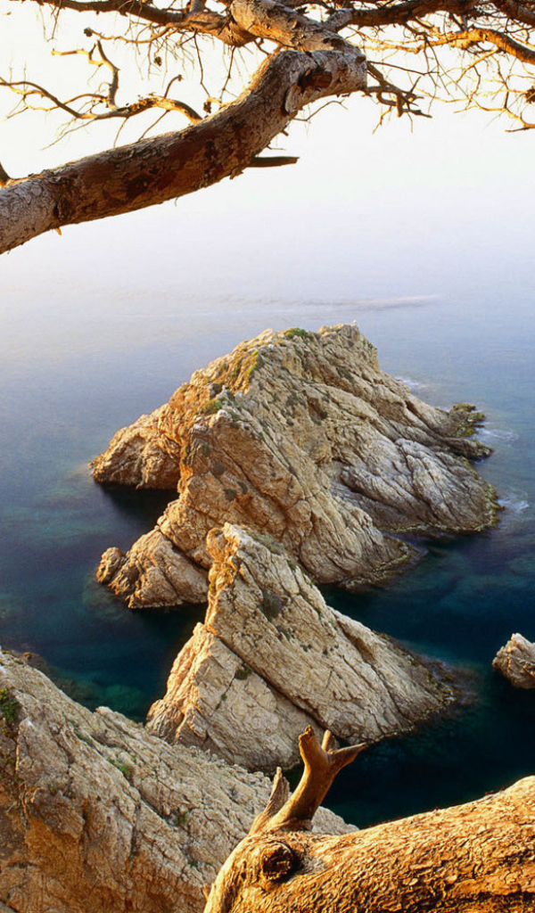 Дерево на обрыве