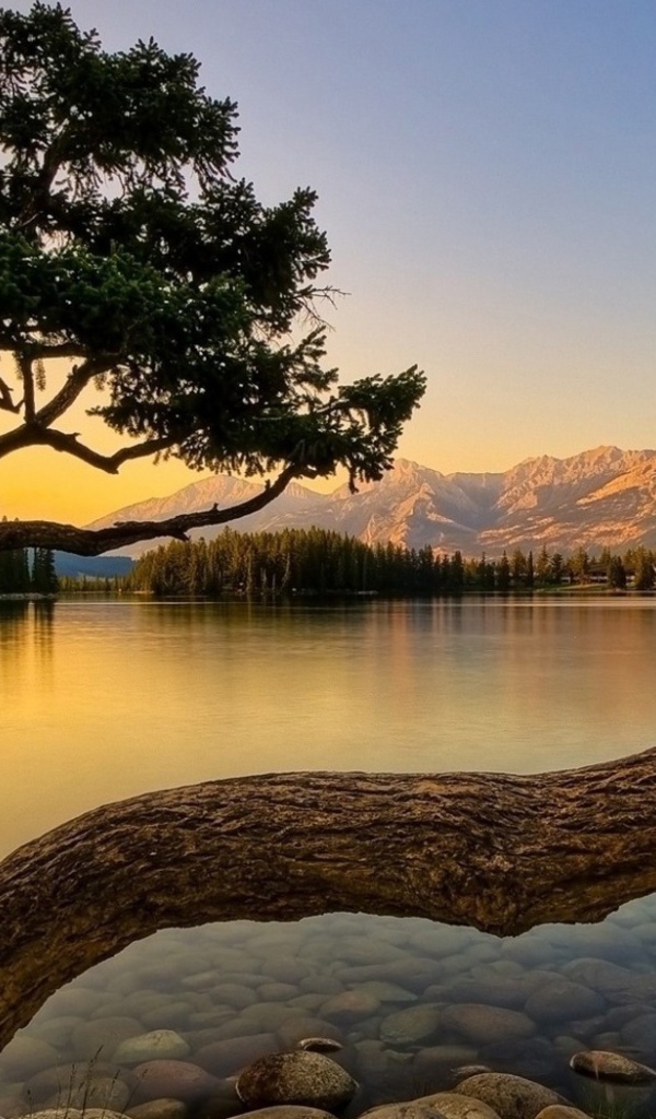 Дерево на берегу