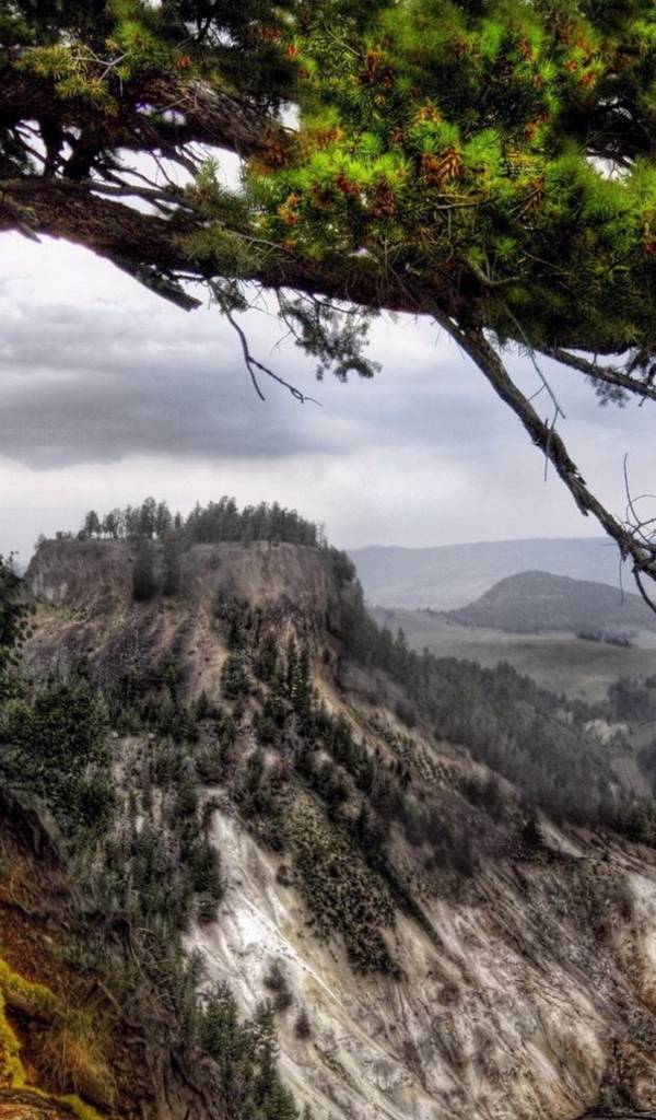 Деревья на склоне