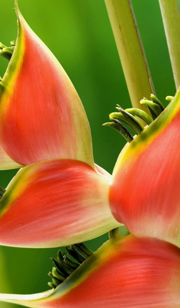 Красивое растение