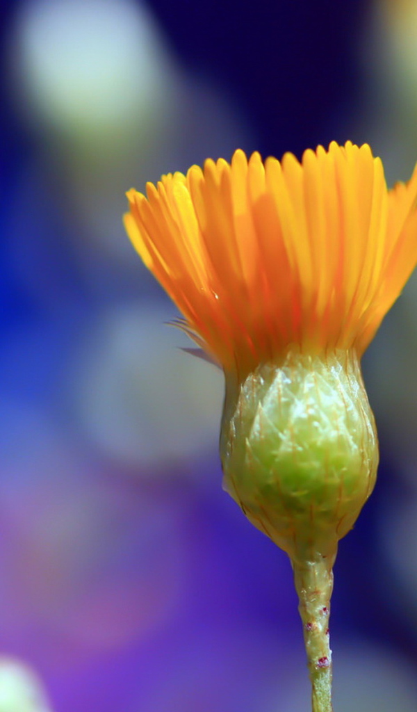 Распускаясь