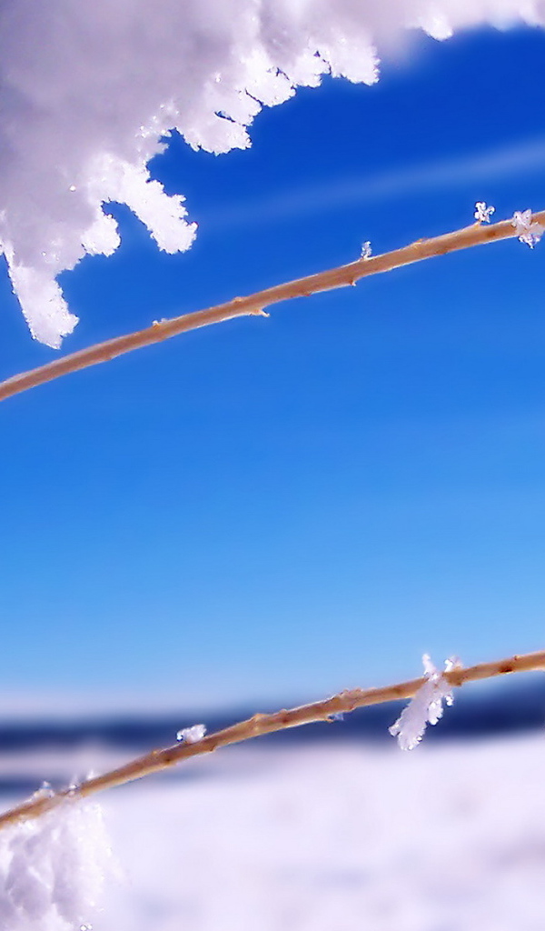 Ветка в инее