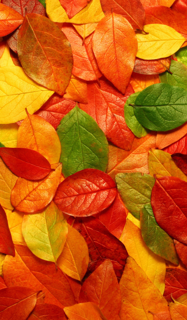 Разноцветные листья
