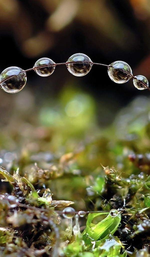 Роса на травинках