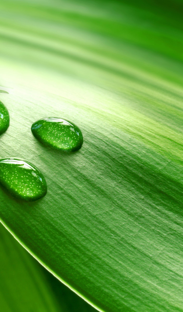 Роса на траве