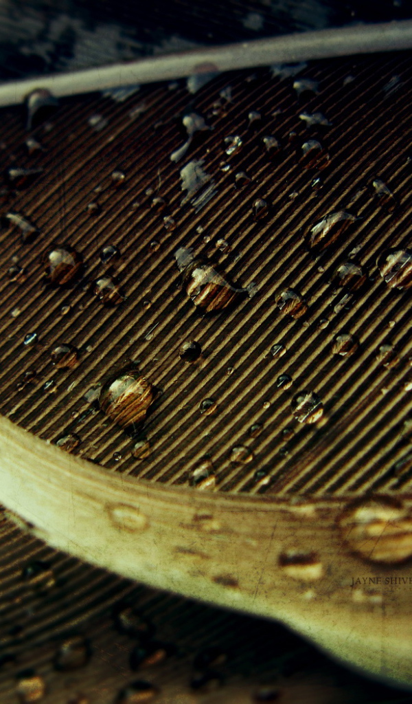 Капли на осеннем листе