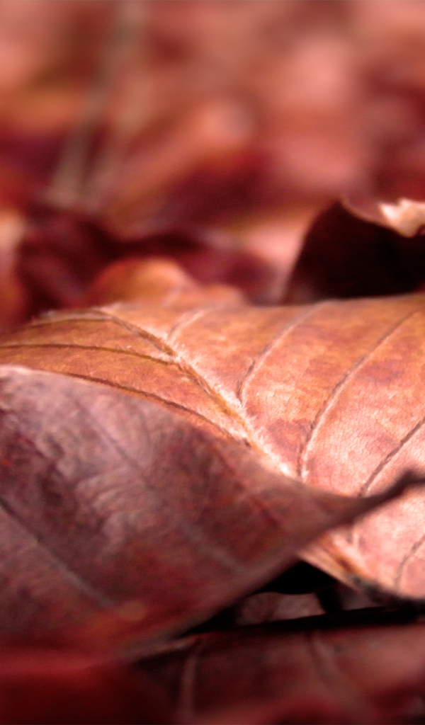 Сухие листья