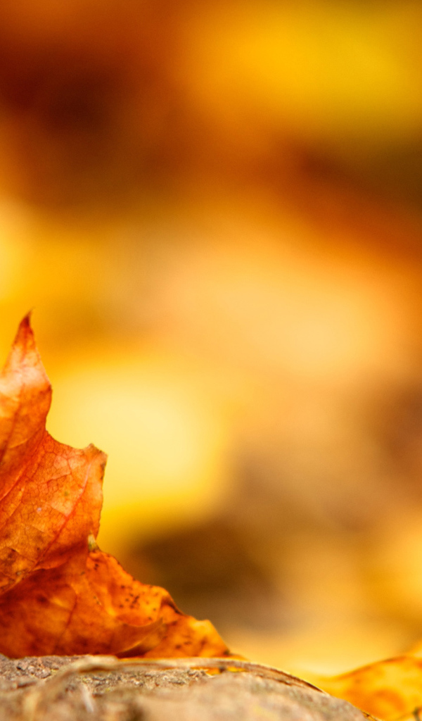 Высохший кленовый листок