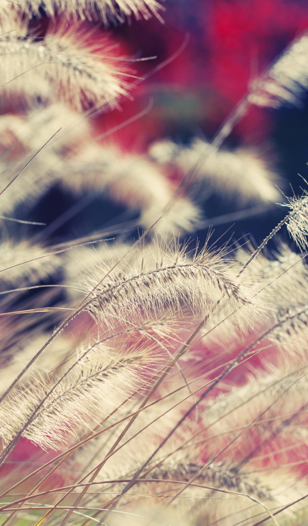 Сухие стебли