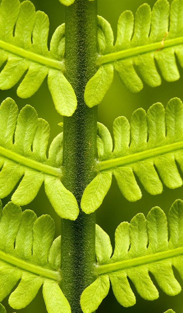 Папоротник