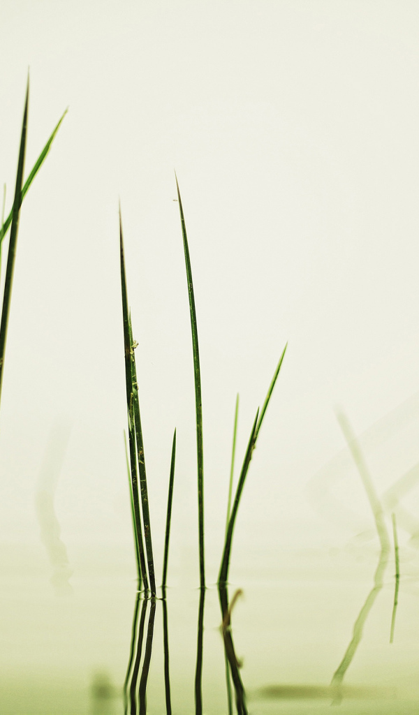 Травинки в воде