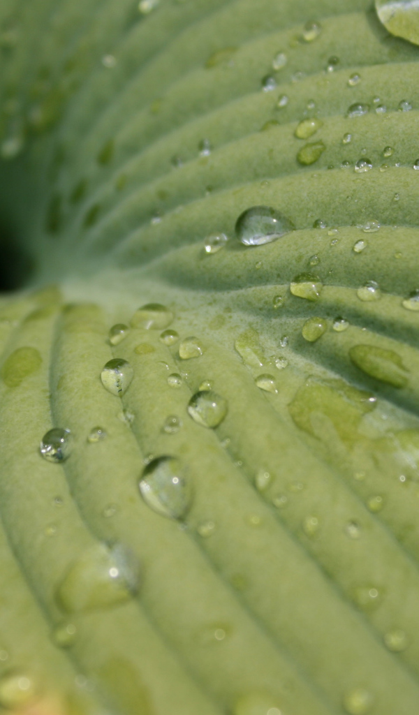 Зеленый лист после дождя