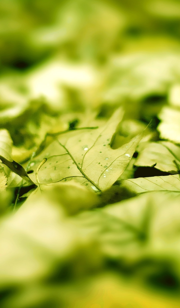 Зеленые листья