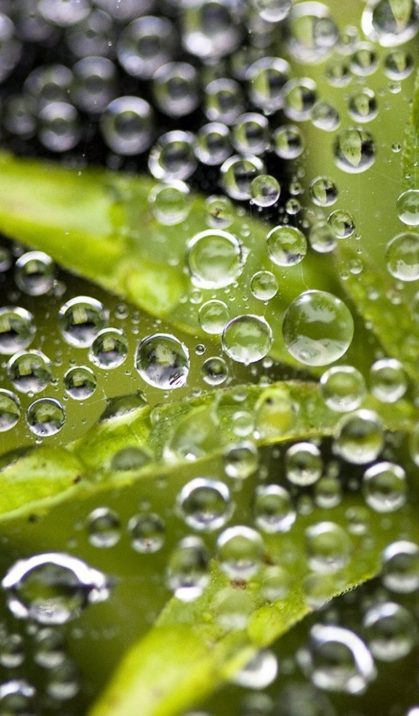 Листья под дождем