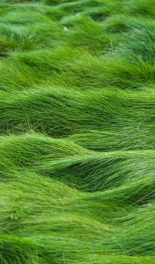 Заросший газон