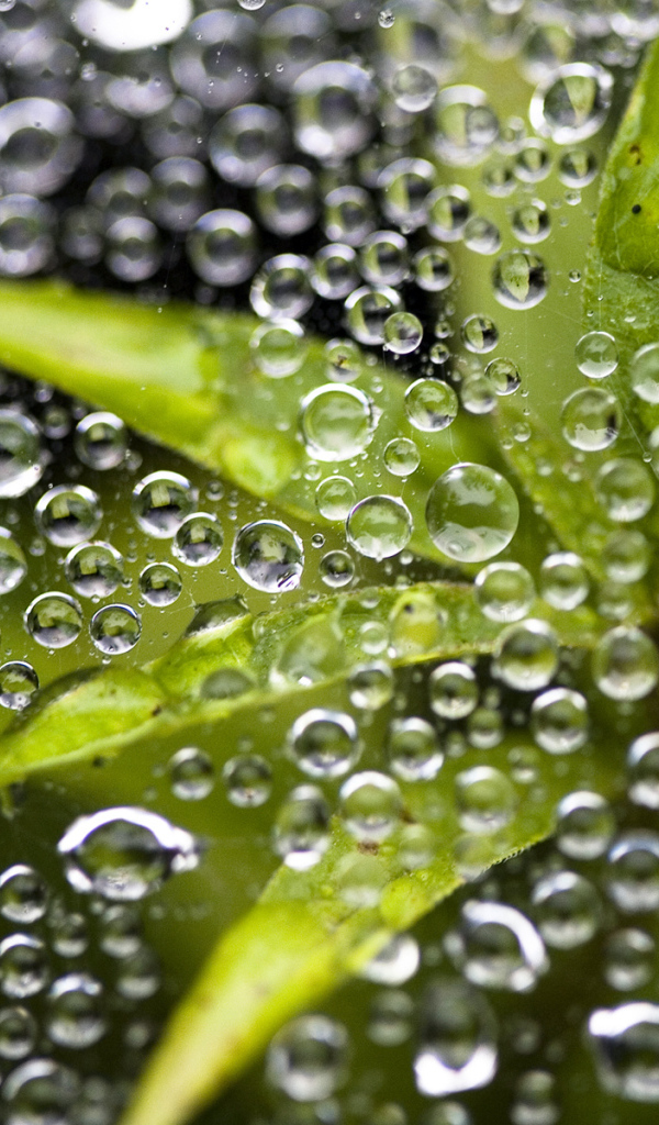 Растение под водой