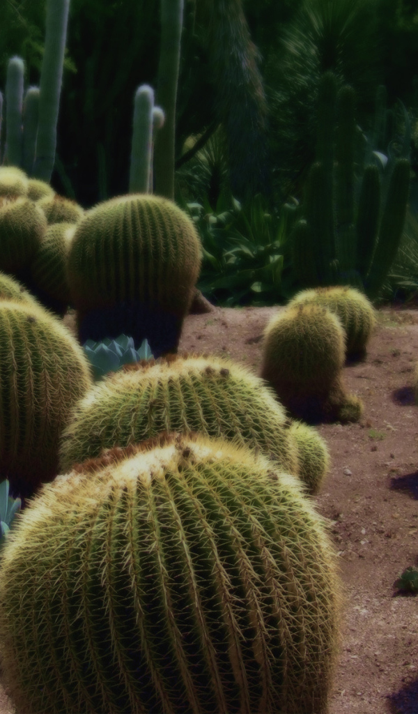 Колючие кактусы