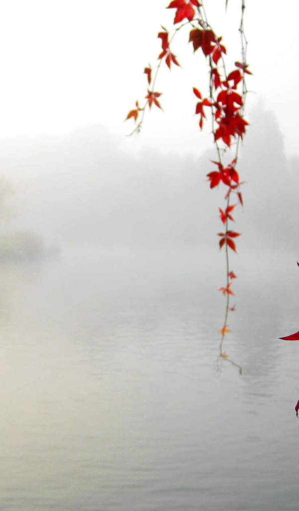 Красный клен