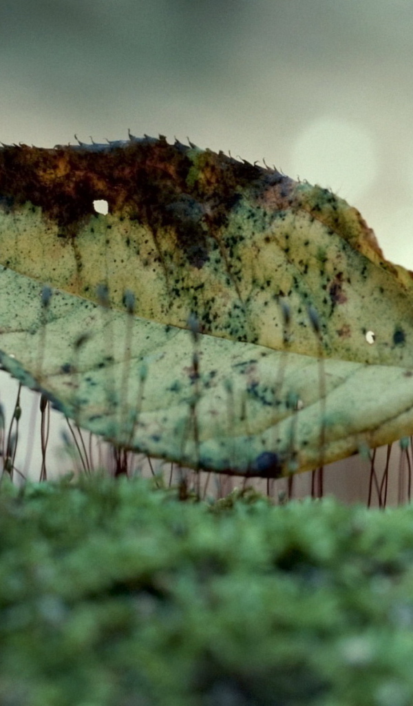 Лист на траве