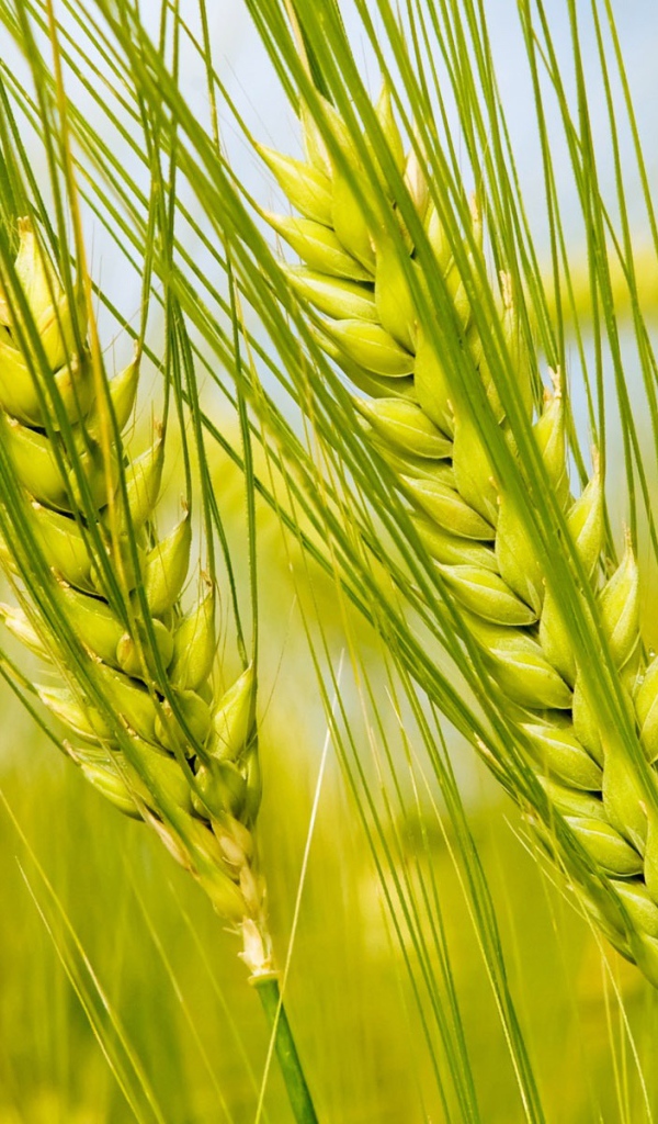 Колоски в поле