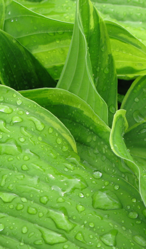 Листья после дождя