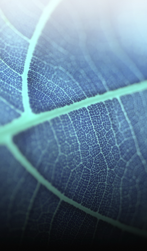 Прозрачный листик