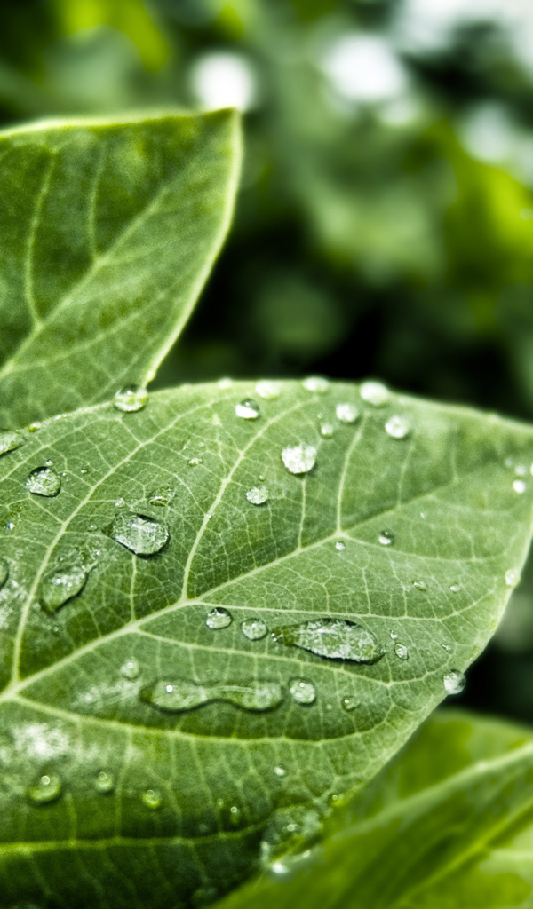 Мокрые листья