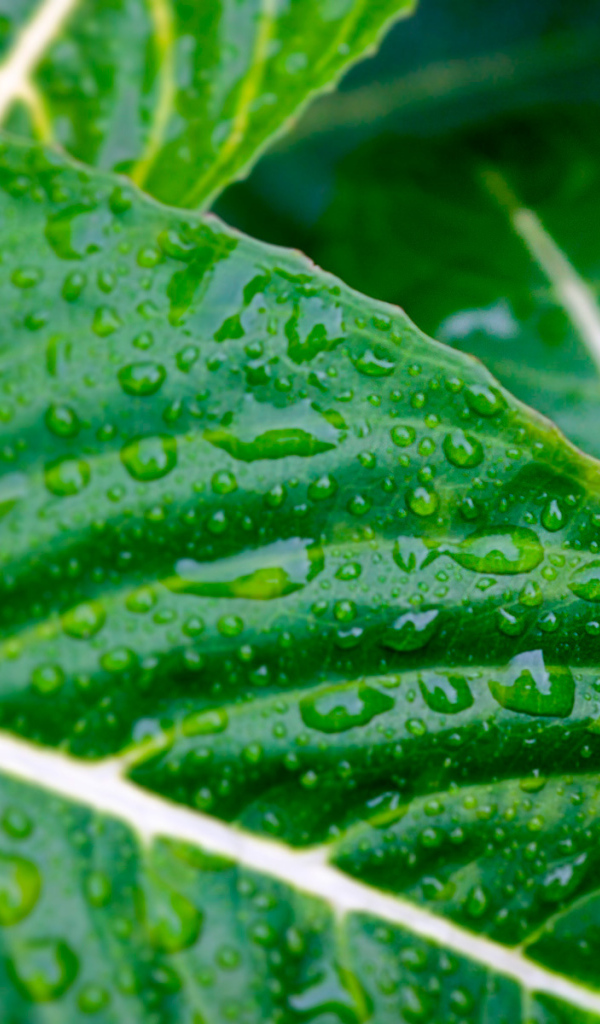 Мокрые листья