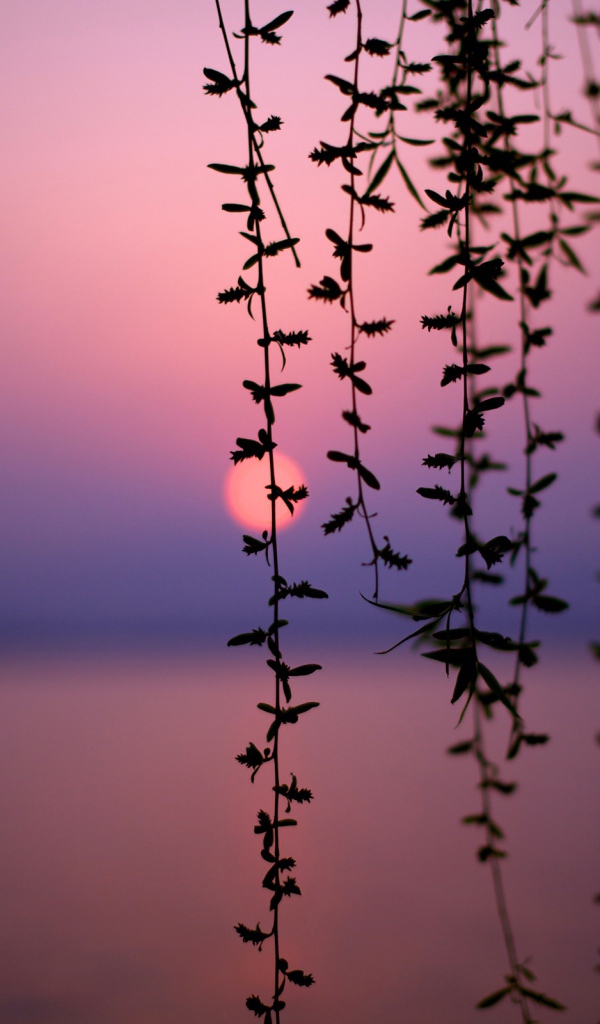 Африканский закат