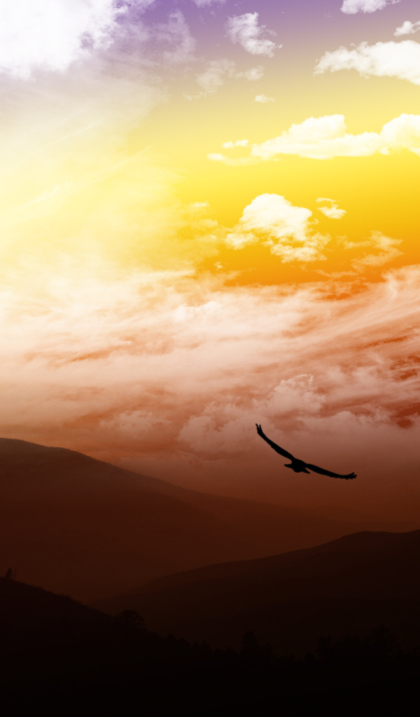 На высоте птичьего полета