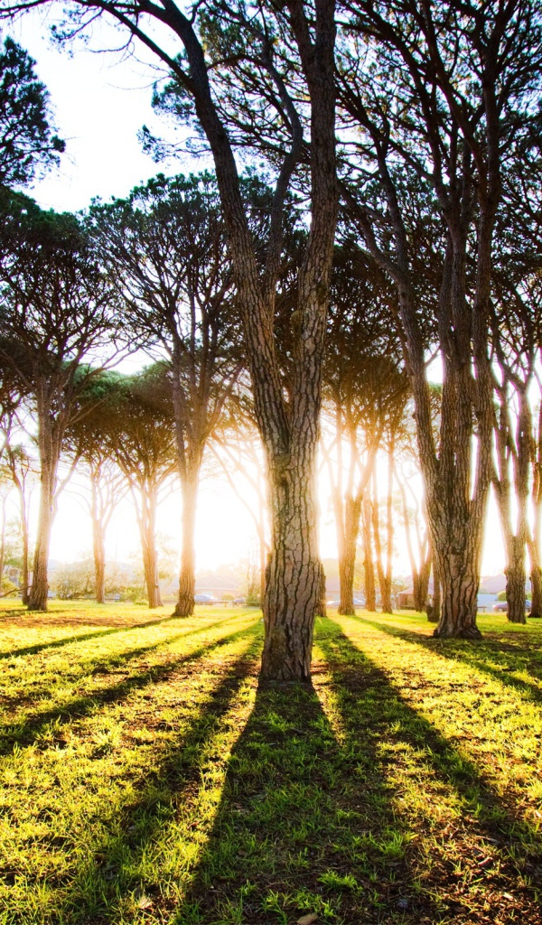 Длинные тени деревьев