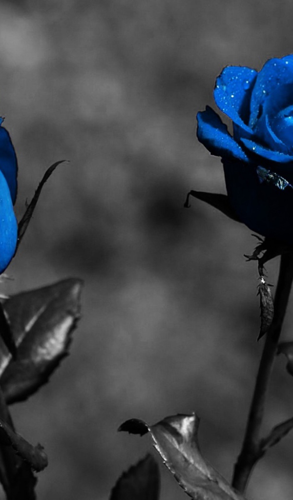 Голубые розы